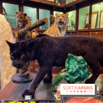 Deyrolle, l'incroyable cabinet de curiosités à Paris - nos photos