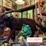 Deyrolle, l'incroyable cabinet de curiosités à Paris - nos photos