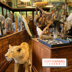 Deyrolle, l'incroyable cabinet de curiosités à Paris - nos photos