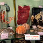 Deyrolle, l'incroyable cabinet de curiosités à Paris - nos photos