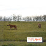 Le Royaume des Lions, l'hôtel immersif à la Lumigny Safari Reserve - nos photos - 593B9003 B1C8 4975 8D19 0E6D450B2386