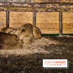 Le Royaume des Lions, l'hôtel immersif à la Lumigny Safari Reserve - nos photos - 188C6498 5AAA 4BBA B147 F41BAD933D6C