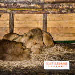 Le Royaume des Lions, l'hôtel immersif à la Lumigny Safari Reserve - nos photos - 379E824D D6EB 4511 9D9A EFA853D418FA