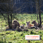 Lumigny Safari Reserve - nos photos - image00047