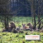 Lumigny Safari Reserve - nos photos