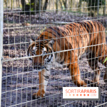 Lumigny Safari Reserve - nos photos - image00045