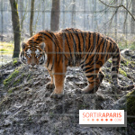 Lumigny Safari Reserve - nos photos - image00025