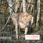 Lumigny Safari Reserve - nos photos