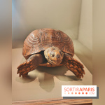 Déserts : l'exposition scientifique se dévoile au Muséum d'Histoire naturelle de Paris - fotor 1743502190807