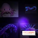 Digital Abysses au musée en Herbe - nos photos - F3A37CC1 EED0 4B18 8971 5253738A4248