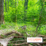 La Forêt des Loups