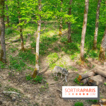 La Forêt des Loups