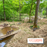 La Forêt des Loups