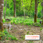 La Forêt des Loups