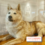 Collection dédié aux chiens