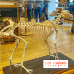 Collection dédié aux chiens