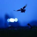 BAP 2025 : 2 expositions insolites pour voir la vie en ville autrement - Pie copyright Nicolas Davy Ile de France Nature