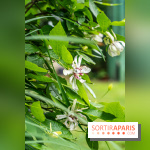 Les Jardins de Juliette à Elancourt