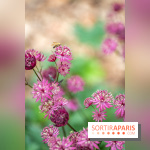 Le Jardin des Aubépines a Auffargis  - A7C01452