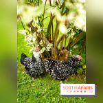 Le Jardin des Aubépines a Auffargis  - A7C01407