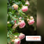 Le Jardin des Aubépines a Auffargis  - A7C01409