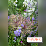 Le Jardin des Aubépines a Auffargis  - A7C01467