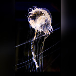 Disco Méduses à l'Aquarium Sea Life