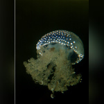 Disco Méduses à l'Aquarium Sea Life