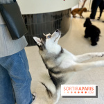 The Dogry - IMG 3604