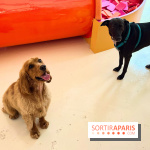 Patapwouf, le spot cani-friendly de Saint-Ouen - nos photos - 15DA47E1 DB3C 4EE8 8C5B F80751C23DB2