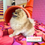 Patapwouf, le spot cani-friendly de Saint-Ouen - nos photos - AE8ADCA5 E843 42AC 8738 07BD7F10921B