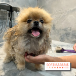 Patapwouf, le spot cani-friendly de Saint-Ouen - nos photos - F0F099CA D4D5 4057 8F22 EA80E51F0193