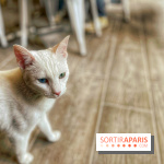 Chat-Rivari Café