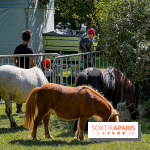 Tous en piste ! à Maisons-Laffitte (78): poneys, calèche et spectacles équestres gratuits au château - IMG 8225 jpg