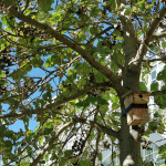 Fête de la science à l’Université Paris‑Nanterre - Oiseaux2