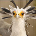 Les aigles des remparts de Provins