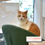 Koneko Work : le café coworking pour travailler en compagnie des chats - DSC 5238