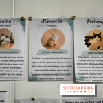 Koneko Work : le café coworking pour travailler en compagnie des chats - DSC 5257