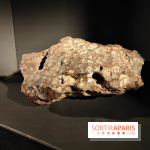 En voie d'illumination : Lumières de la nature : le festival nocturne hivernal du Jardin des Plantes - fotor 1762431619449