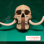 Momies : une exposition insolite et troublante à découvrir au musée de l'Homme - fotor 1763471574922