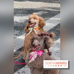 La Marche des animaux à Paris : défilé gratuit, ouvert aux chiens, chats ... sur les Champs-Élysées - IMG 5202