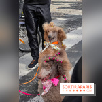 La Marche des animaux à Paris : défilé gratuit, ouvert aux chiens, chats ... sur les Champs-Élysées - IMG 5203