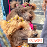 La Marche des animaux à Paris : défilé gratuit, ouvert aux chiens, chats ... sur les Champs-Élysées - IMG 5210