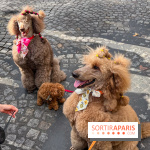 La Marche des animaux à Paris : défilé gratuit, ouvert aux chiens, chats ... sur les Champs-Élysées - IMG 5216