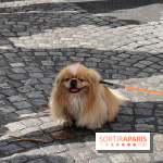 La Marche des animaux à Paris : défilé gratuit, ouvert aux chiens, chats ... sur les Champs-Élysées - IMG 5381