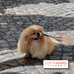 La Marche des animaux à Paris : défilé gratuit, ouvert aux chiens, chats ... sur les Champs-Élysées - IMG 5384