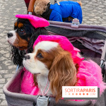 La Marche des animaux à Paris : défilé gratuit, ouvert aux chiens, chats ... sur les Champs-Élysées