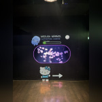 Hello Kitty et ses amis célèbrent les fêtes de fin d'année à l'Aquarium de Paris ! - IMG 8253