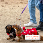 Paris Sausage Walk, la Marche des Teckels 2025