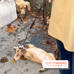 Paris Sausage Walk, la Marche des Teckels 2025